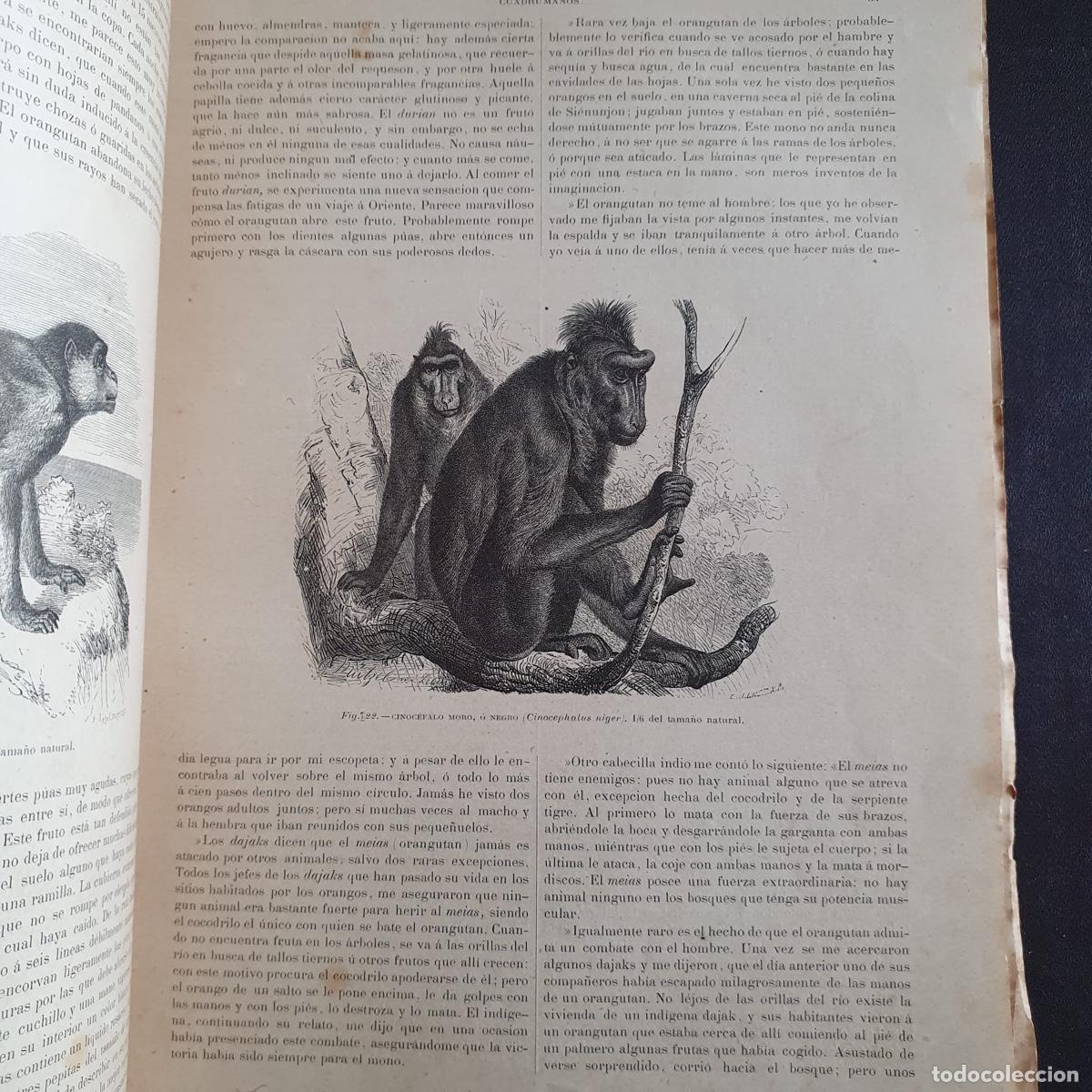 Libros de segunda mano: Libro La vida de los animales - Los Mam&iacute;feros Tomo I (circa 1880) - Foto 5
