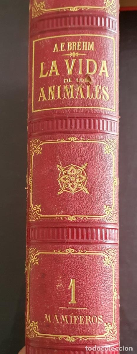 Libros de segunda mano: Libro La vida de los animales - Los Mam&iacute;feros Tomo I (circa 1880) - Foto 6