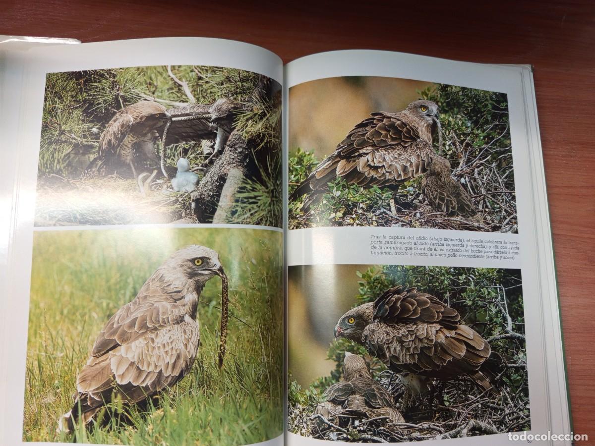 Libros de segunda mano: Las rapaces ib&eacute;ricas. - Foto 3