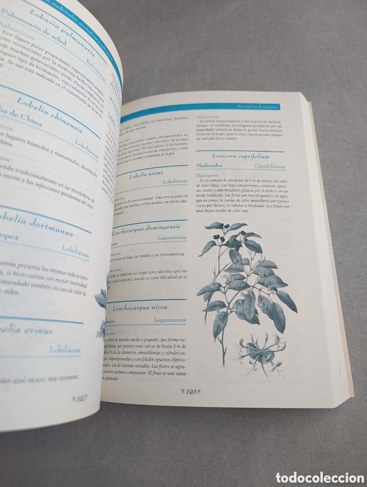 Libros de segunda mano: 1000 PLANTAS MEDICINALES, AROM&Aacute;TICAS Y CULINARIAS - Foto 7