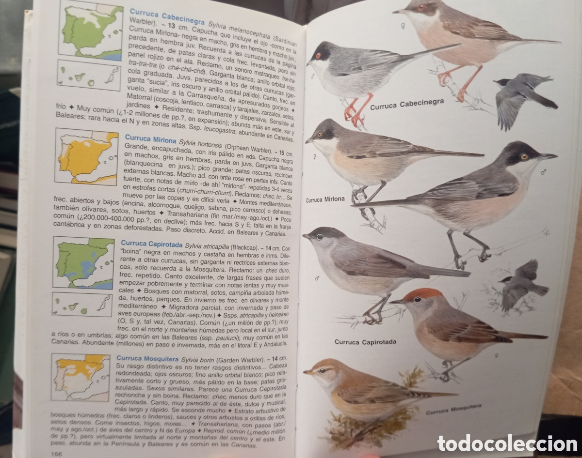 Libros de segunda mano: GUIA DE LAS AVES DE ESPA&Ntilde;A - EDUARDO DE JUANA - Foto 3