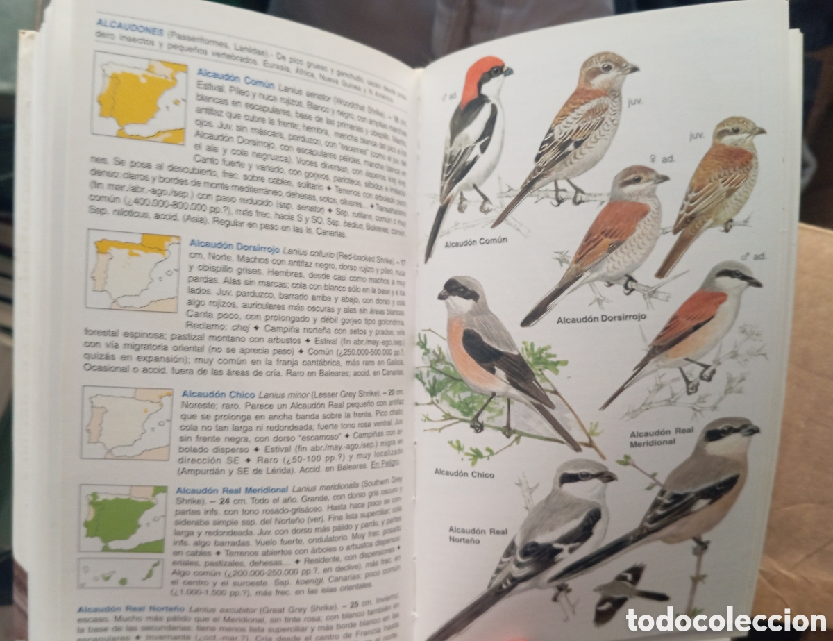 Libros de segunda mano: GUIA DE LAS AVES DE ESPA&Ntilde;A - EDUARDO DE JUANA - Foto 5