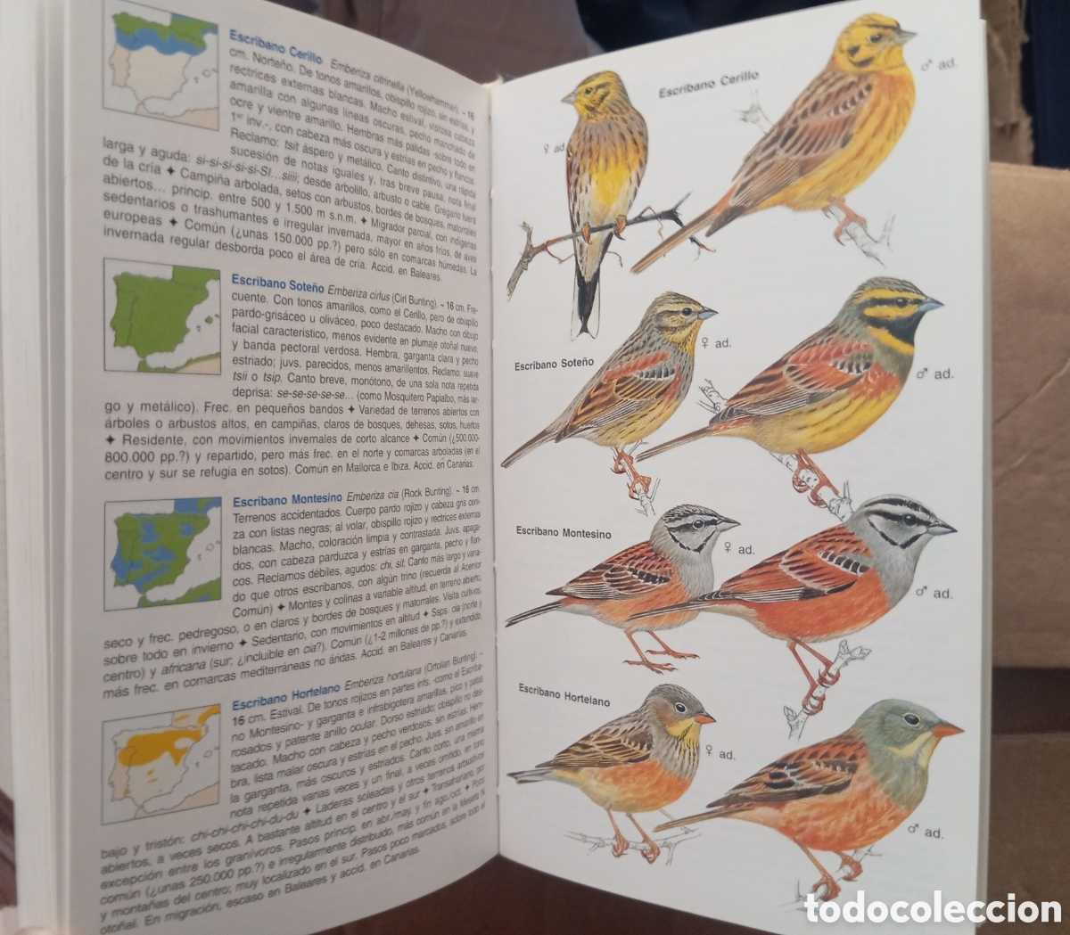 Libros de segunda mano: GUIA DE LAS AVES DE ESPA&Ntilde;A - EDUARDO DE JUANA - Foto 6