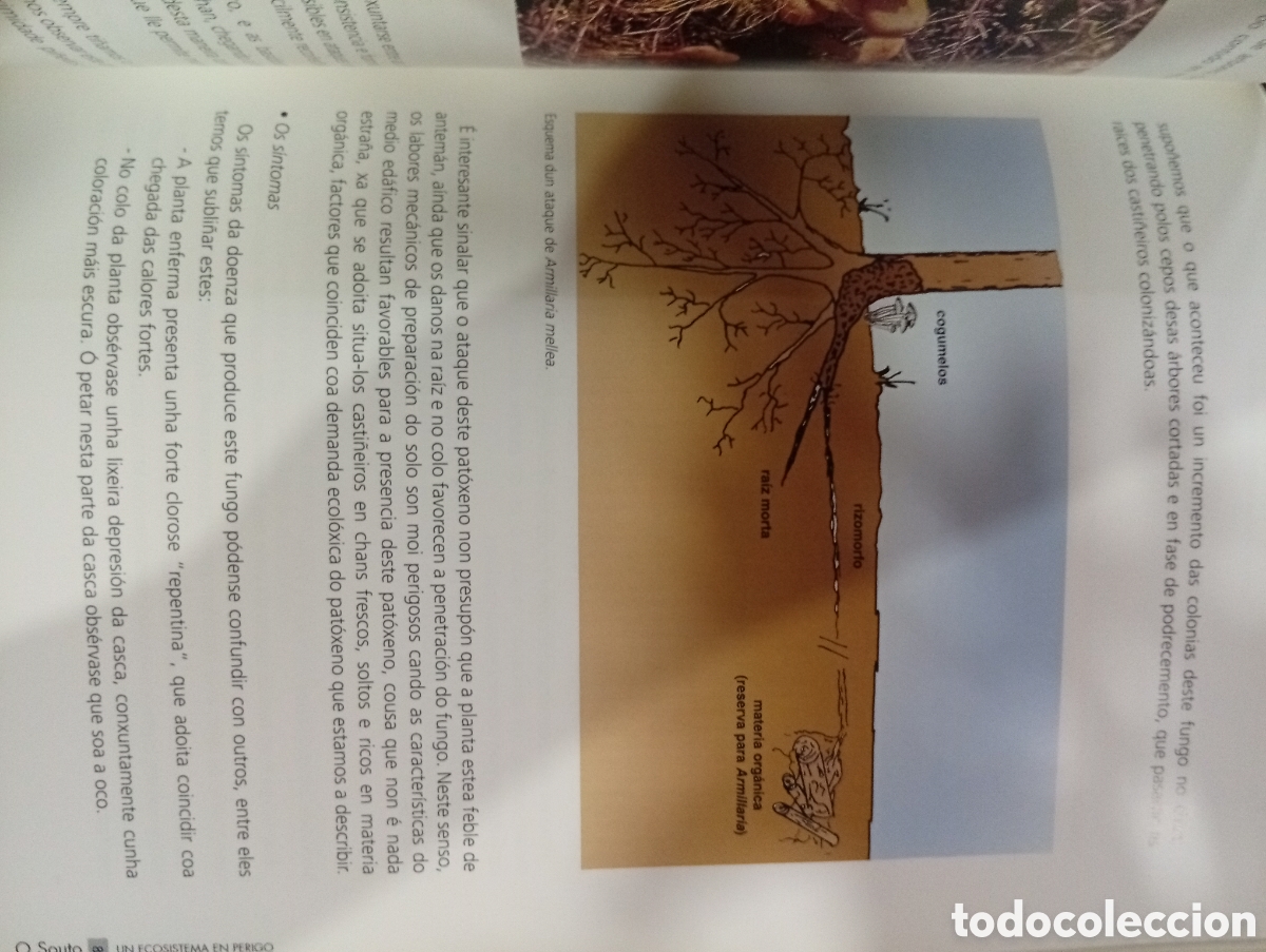 Libros de segunda mano: O Souto un ecosistema en perigo - Foto 6