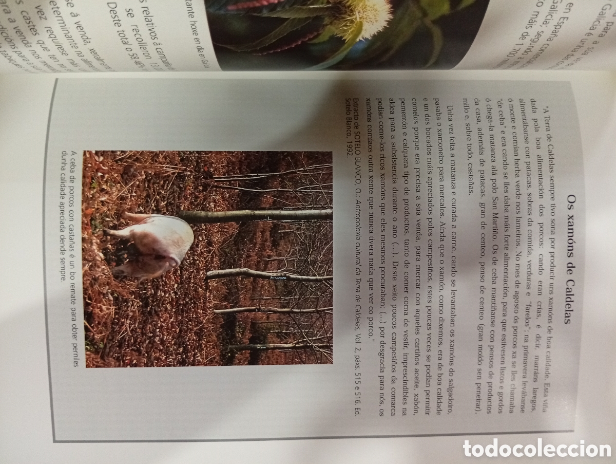 Libros de segunda mano: O Souto un ecosistema en perigo - Foto 8