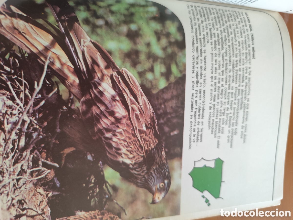 Libros de segunda mano: El libro de las especies protegidas - Foto 4