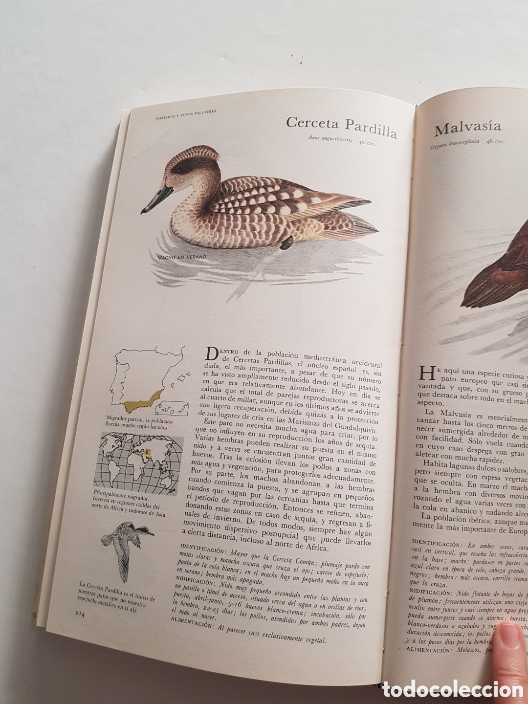 Libros de segunda mano: El libro de las aves de Espa&ntilde;a. Readers Digest - Foto 6