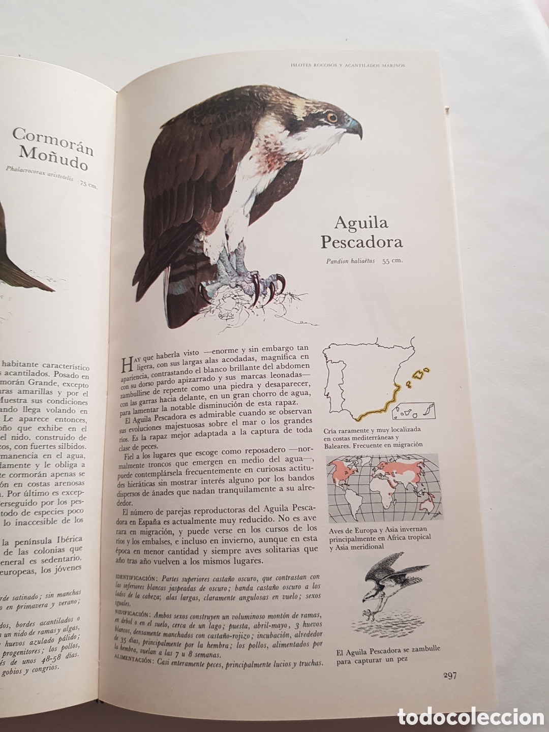 Libros de segunda mano: El libro de las aves de Espa&ntilde;a. Readers Digest - Foto 7