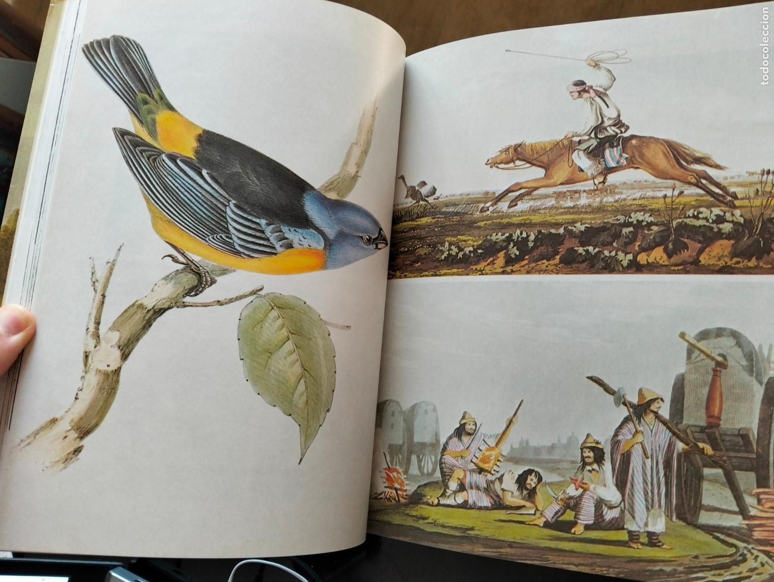 Libros de segunda mano: Evolucionismo. Biologia. Ilustracion. Expedicion del Beagle, Darwin, ed. Serbal, 1991. L55