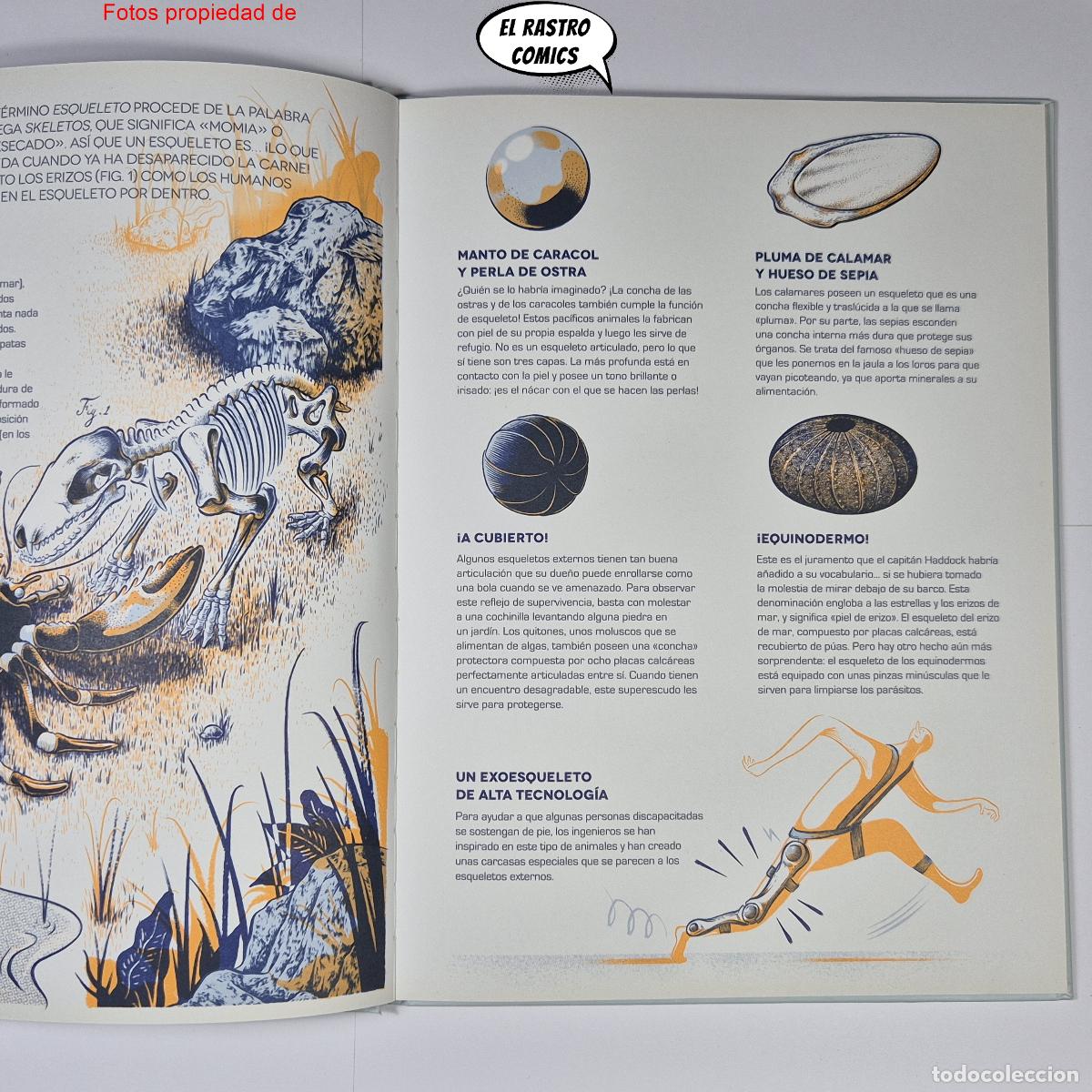 Libros de segunda mano: &iquest;De qui&eacute;n es este esqueleto? ed Librooks 2018, pop up, desplegables, ventanitas, solapas - Foto 4
