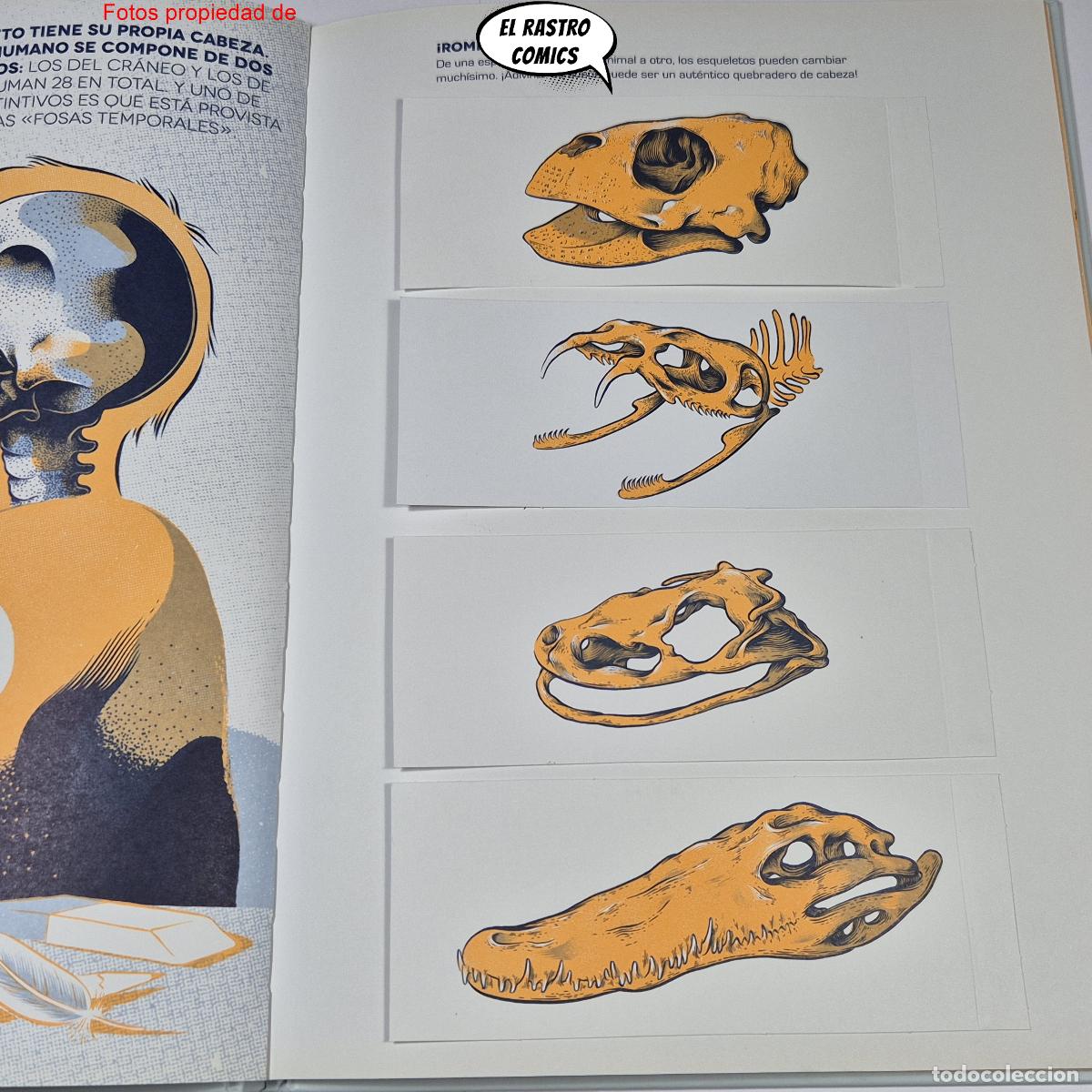 Libros de segunda mano: &iquest;De qui&eacute;n es este esqueleto? ed Librooks 2018, pop up, desplegables, ventanitas, solapas - Foto 5