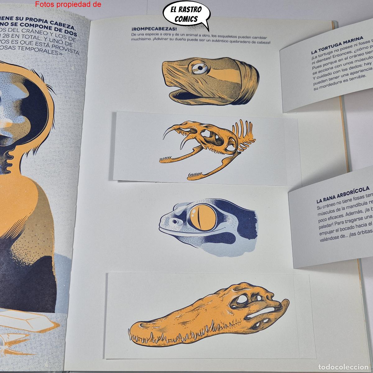 Libros de segunda mano: &iquest;De qui&eacute;n es este esqueleto? ed Librooks 2018, pop up, desplegables, ventanitas, solapas - Foto 6