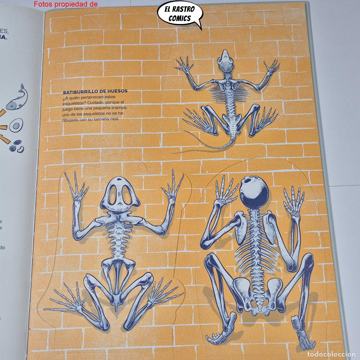 Libros de segunda mano: &iquest;De qui&eacute;n es este esqueleto? ed Librooks 2018, pop up, desplegables, ventanitas, solapas - Foto 7
