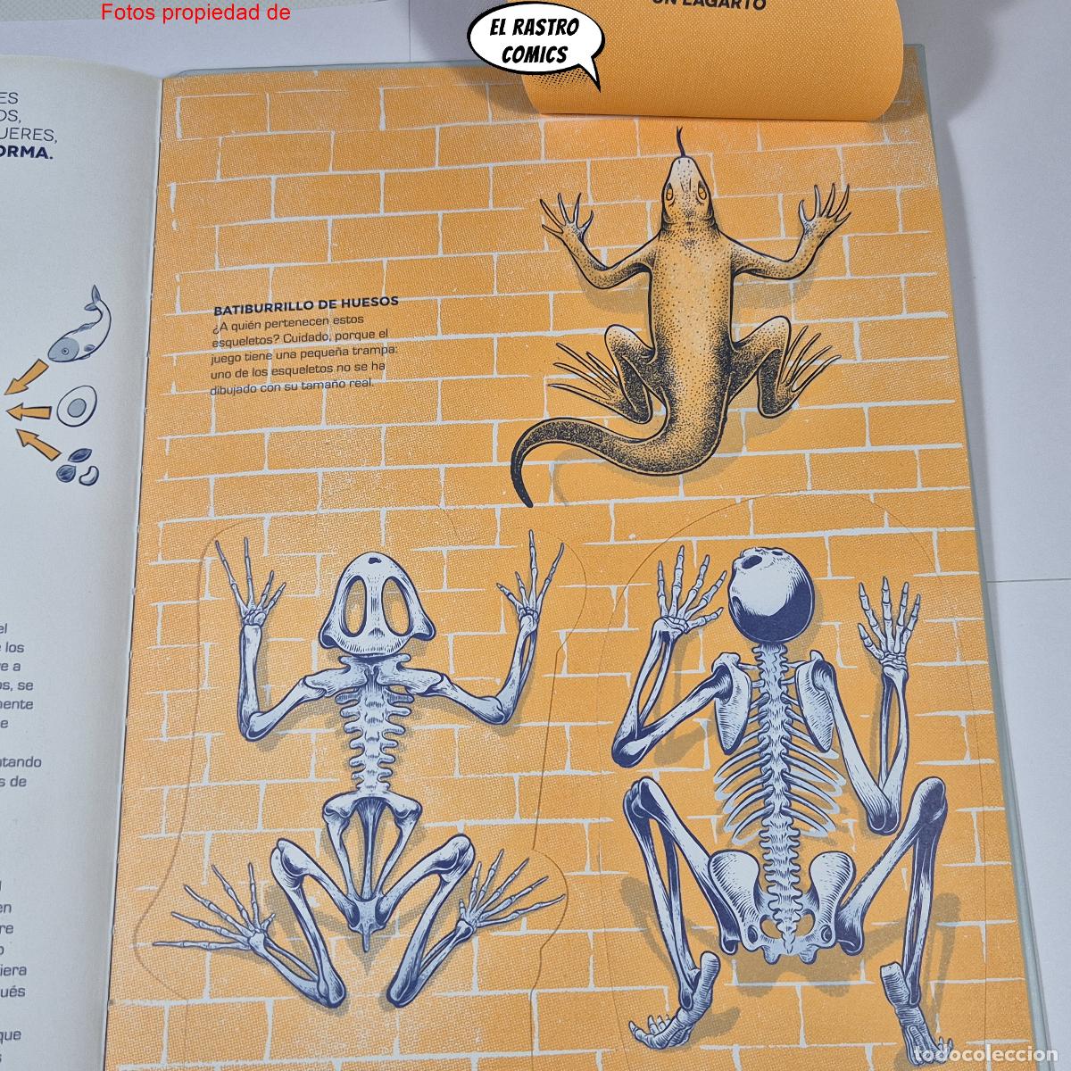 Libros de segunda mano: &iquest;De qui&eacute;n es este esqueleto? ed Librooks 2018, pop up, desplegables, ventanitas, solapas - Foto 8