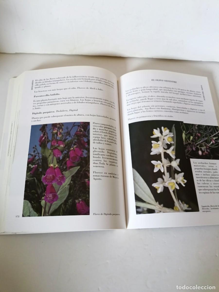 Libros de segunda mano: Flora silvestre de la Sierra Albarrana - Foto 8