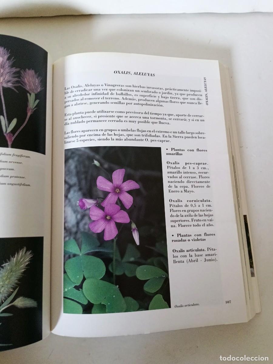 Libros de segunda mano: Flora silvestre de la Sierra Albarrana - Foto 11