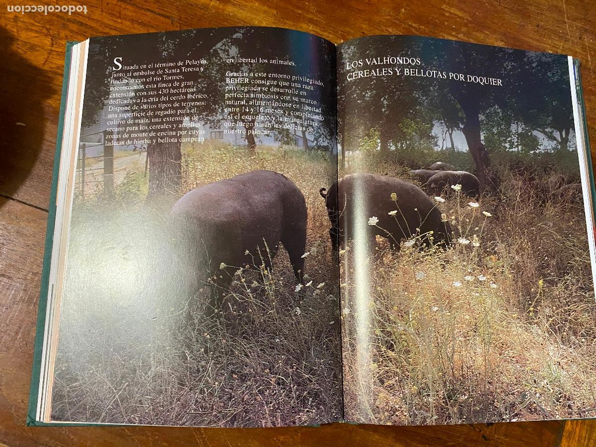 Libros de segunda mano: El cerdo ib&eacute;rico, crianza y elaboraci&oacute;n, 1998 - Foto 5