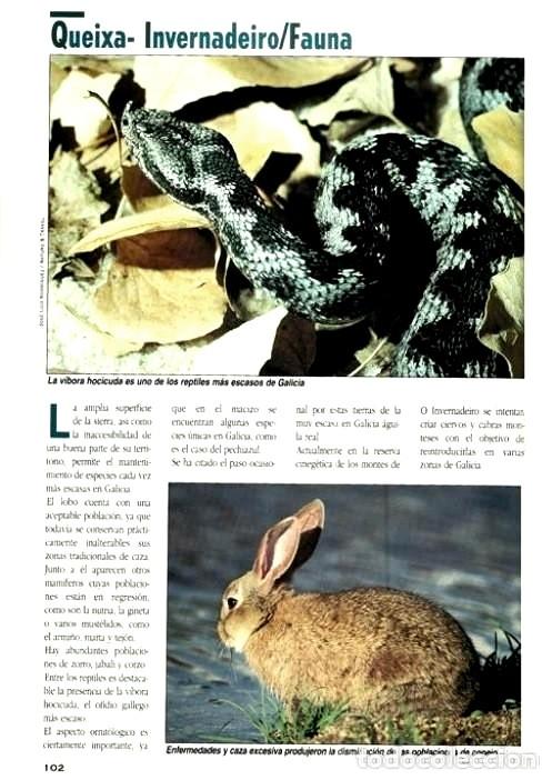 Libros de segunda mano: F3510 - GUIA DE LA FLORA Y FAUNA DE GALICIA. - Foto 8