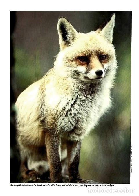 Libros de segunda mano: F3510 - GUIA DE LA FLORA Y FAUNA DE GALICIA. - Foto 11