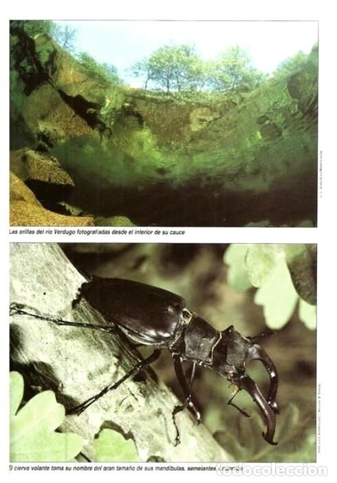 Libros de segunda mano: F3510 - GUIA DE LA FLORA Y FAUNA DE GALICIA. - Foto 17