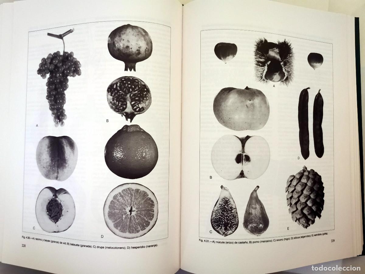 Libros de segunda mano: Arboricultura general. Enrico Baldini - Foto 3