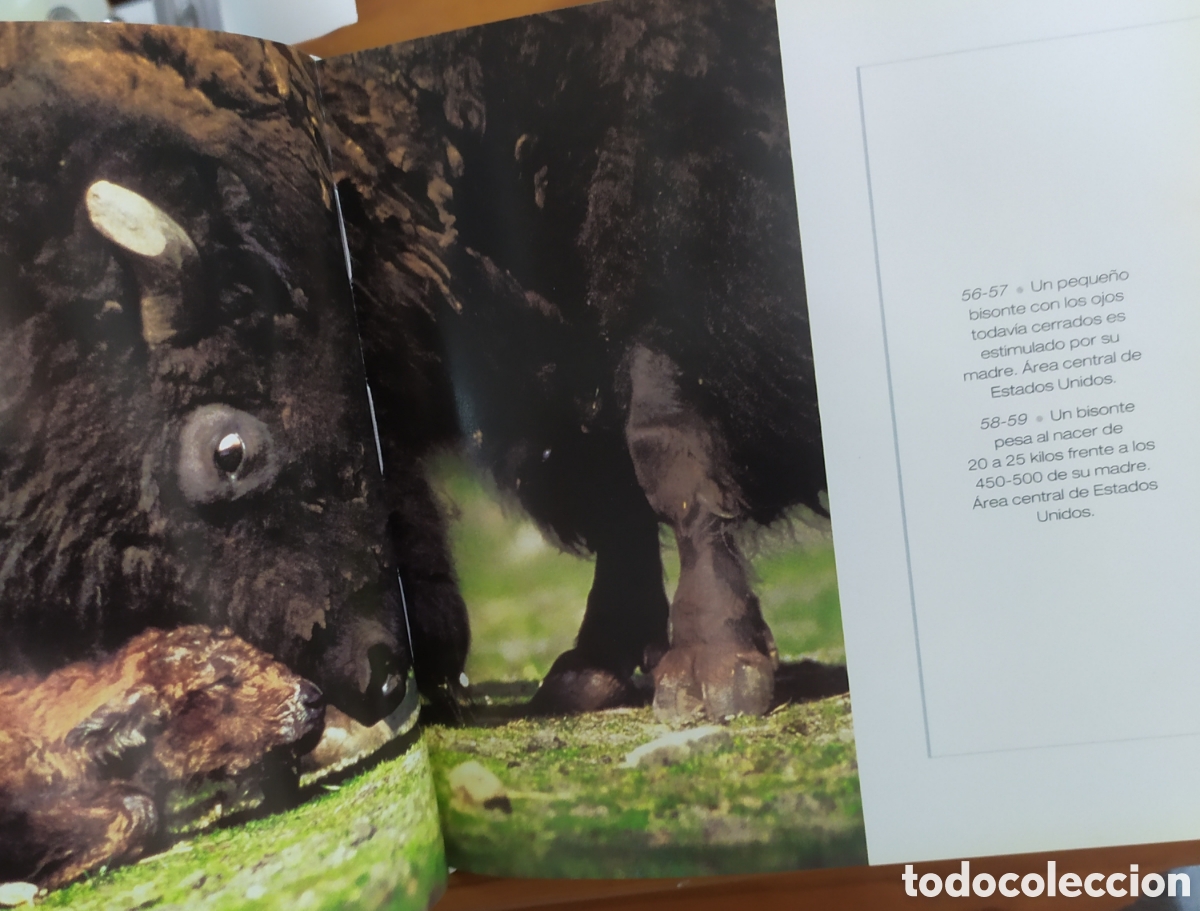 Libros de segunda mano: Cube Book - Libro Cachorros - Foto 4
