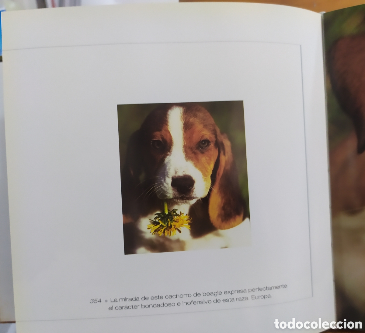 Libros de segunda mano: Cube Book - Libro Cachorros - Foto 7