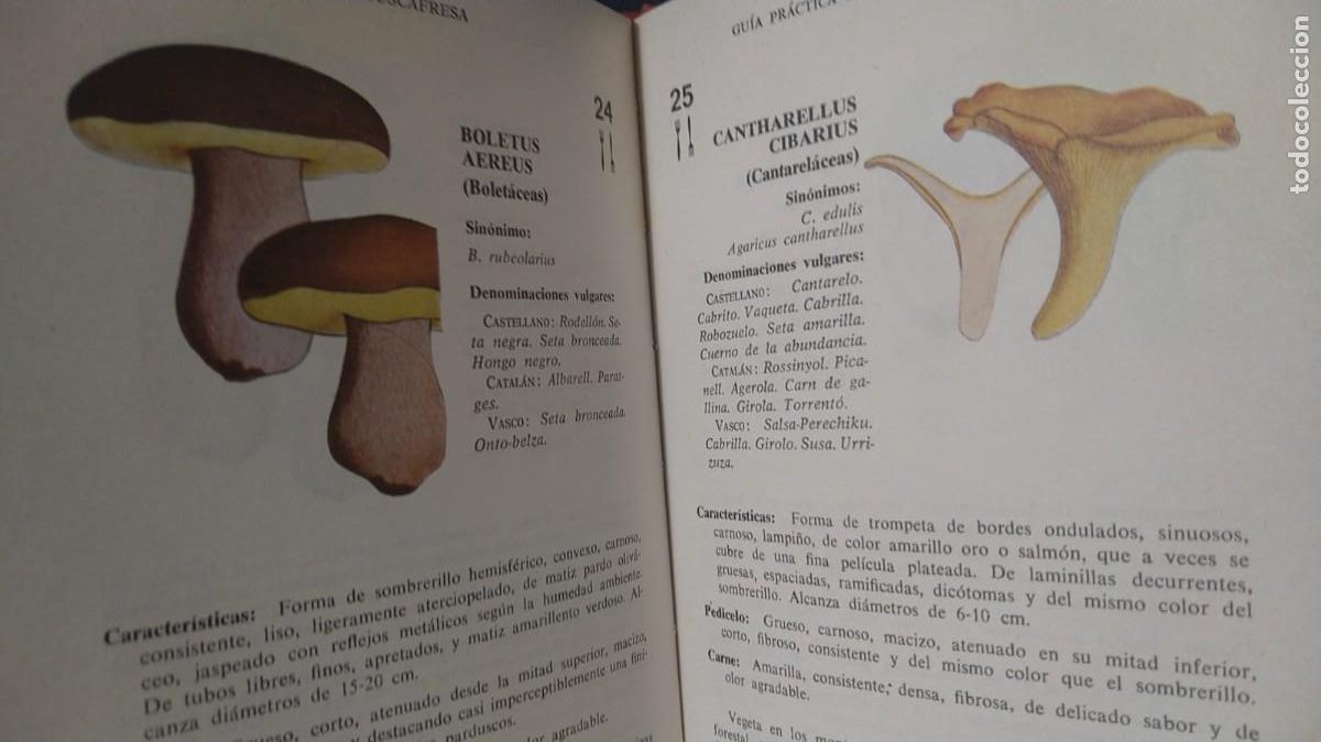 Libros de segunda mano: GU&Iacute;A PR&Aacute;CTICA DEL BUSCADOR DE SETAS - B. JUSCAFRESCA - Foto 3