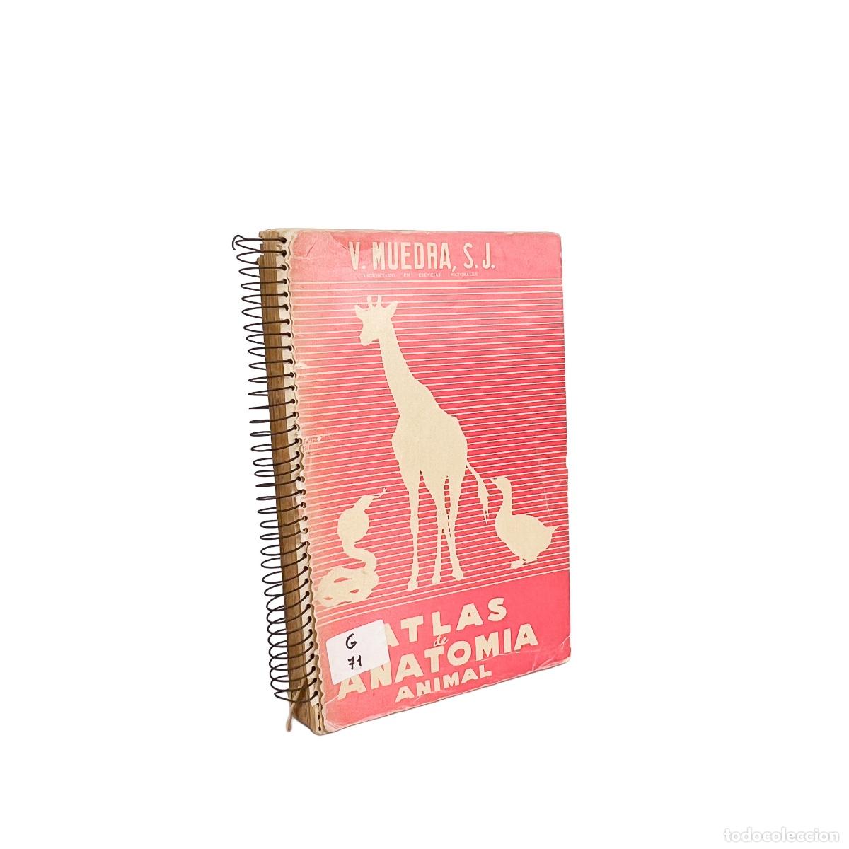 Libros de segunda mano: Atlas de Anatomia Animal, V. Muedra, S.J.
