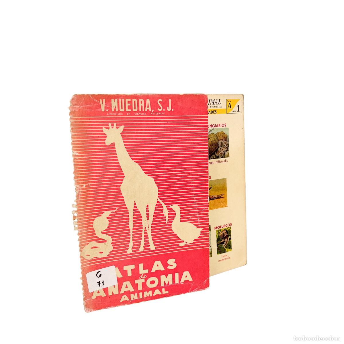 Libros de segunda mano: Atlas de Anatomia Animal, V. Muedra, S.J. - Foto 2