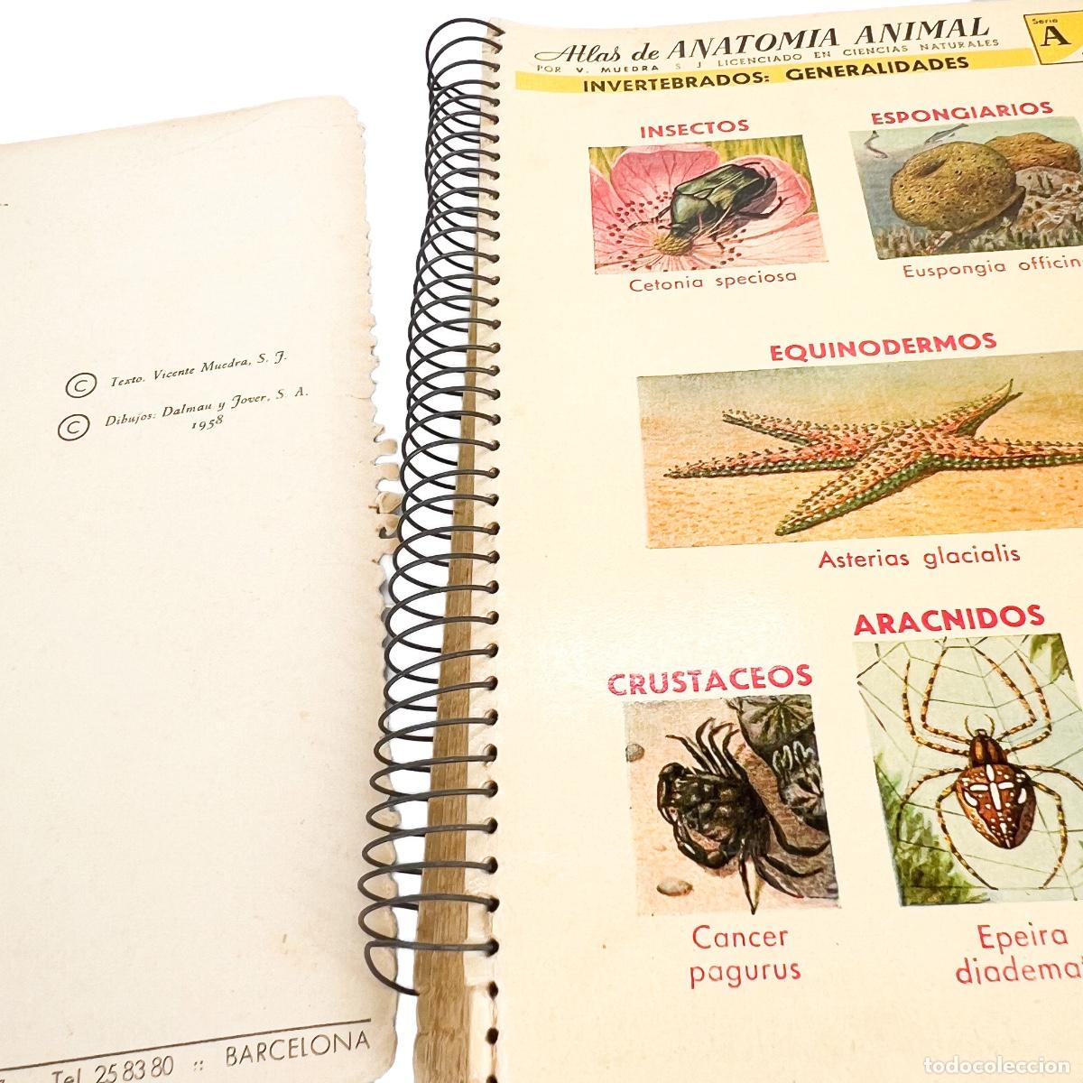 Libros de segunda mano: Atlas de Anatomia Animal, V. Muedra, S.J. - Foto 4