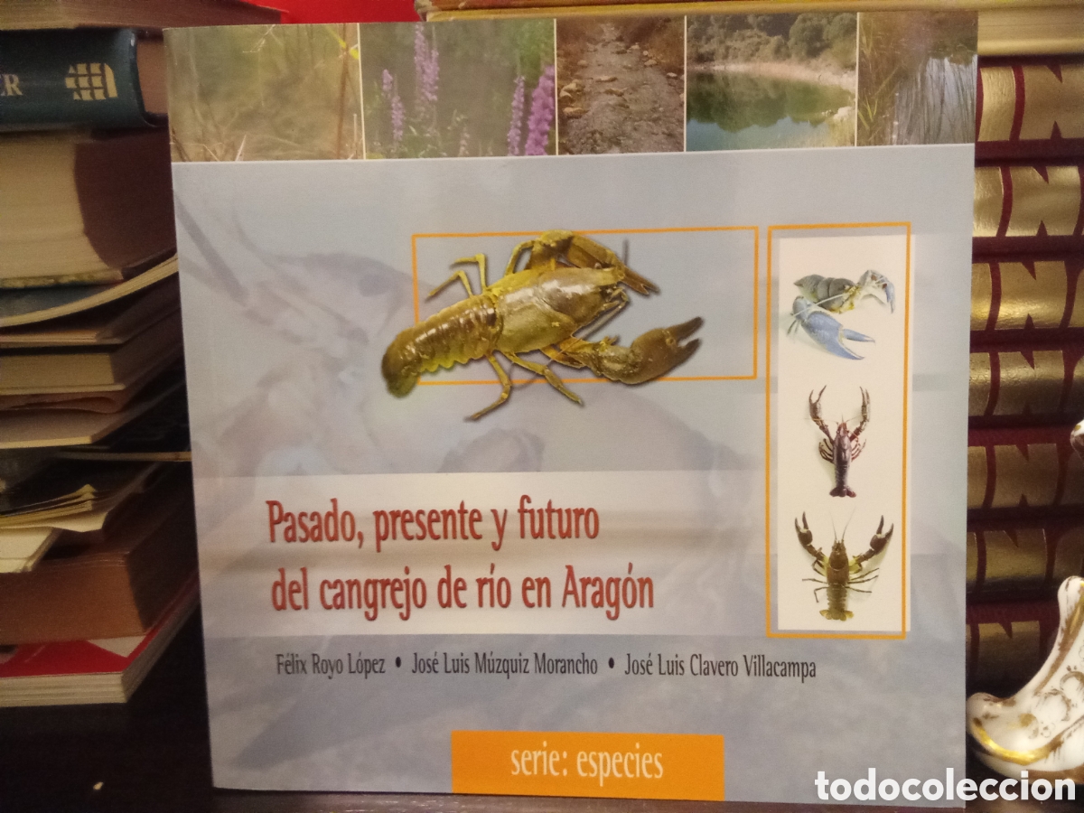 Libri di seconda mano: Pasado presente y futuro del cangrejo de r&iacute;o en Arag&oacute;n - serie especies