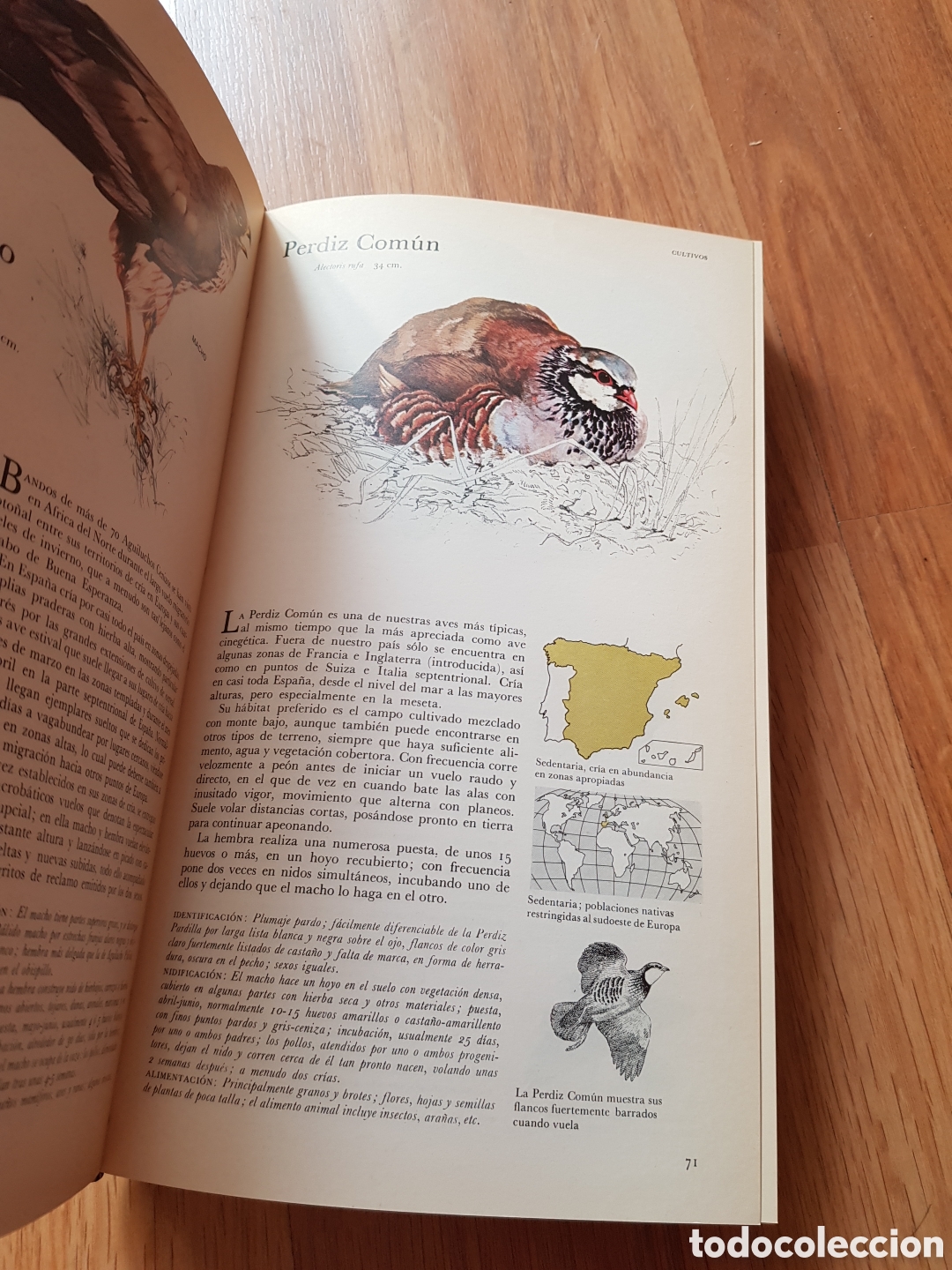 Libros de segunda mano: EL LIBRO DE LAS AVES DE ESPA&Ntilde;A .SELECCIONES DEL READER&acute;S DIGEST - Foto 5