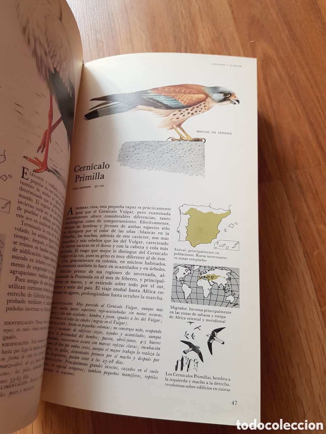 Libros de segunda mano: EL LIBRO DE LAS AVES DE ESPA&Ntilde;A .SELECCIONES DEL READER&acute;S DIGEST - Foto 6
