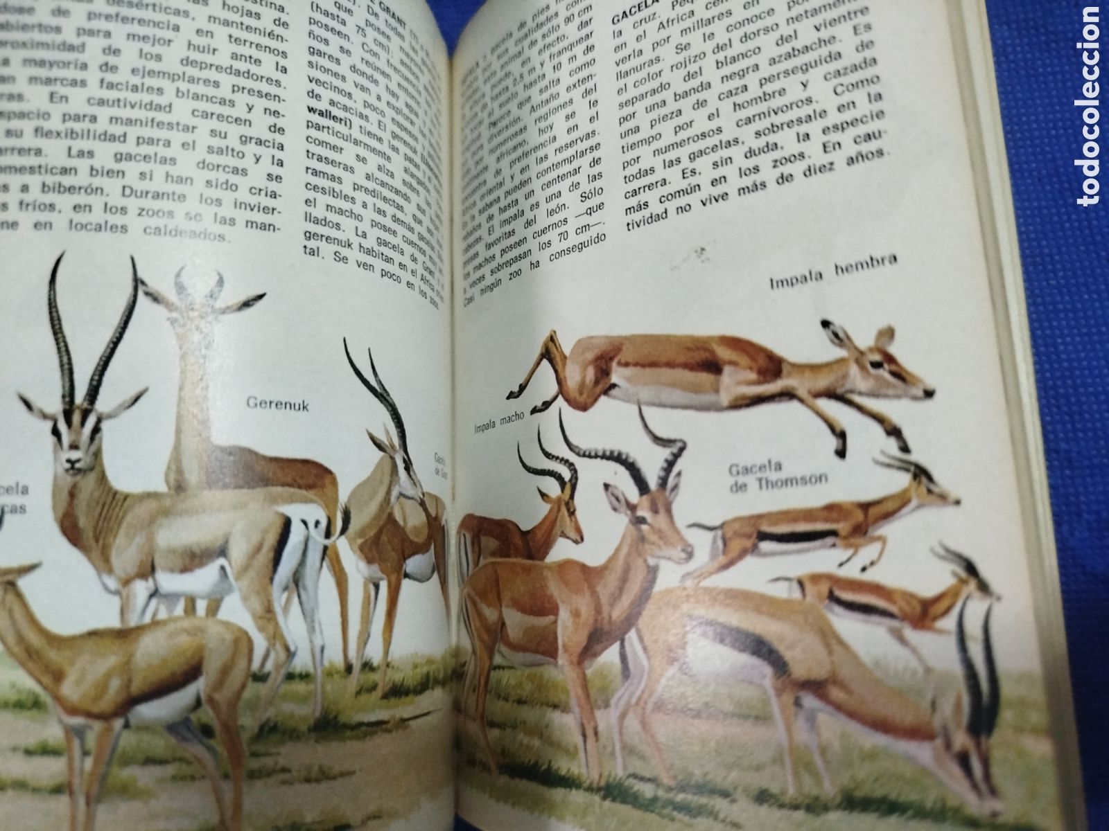 Libros de segunda mano: Animales del zoo, peque&ntilde;a biblioteca Daimon - Foto 2