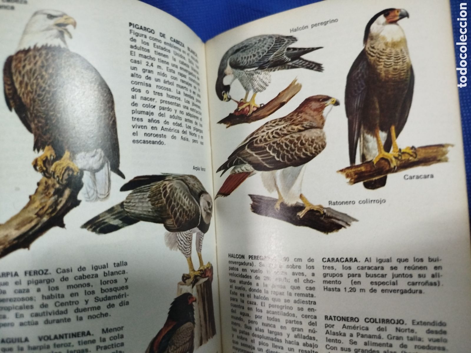 Libros de segunda mano: Animales del zoo, peque&ntilde;a biblioteca Daimon - Foto 3