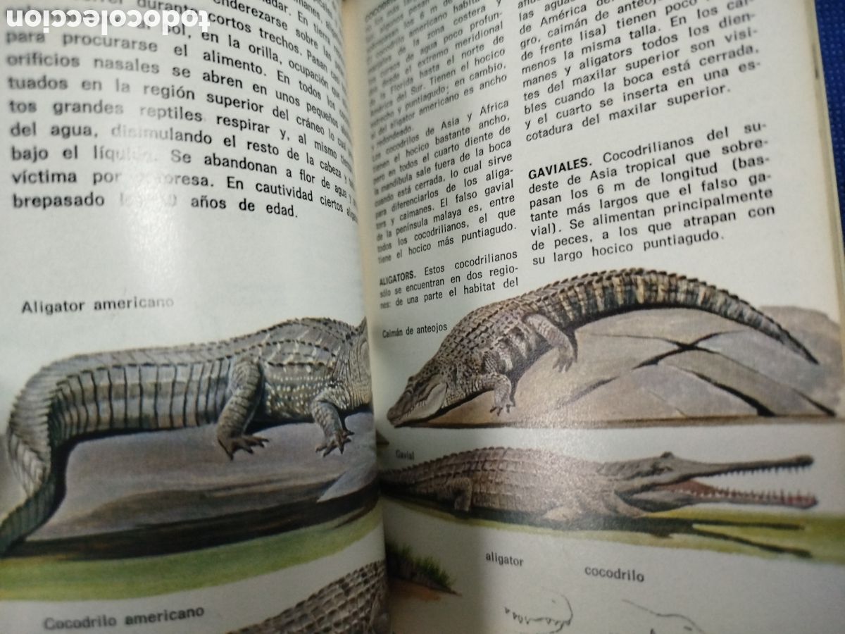 Libros de segunda mano: Animales del zoo, peque&ntilde;a biblioteca Daimon - Foto 4