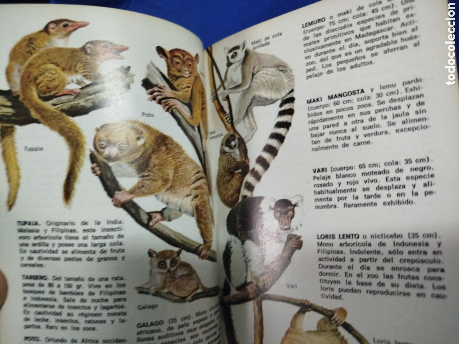 Libros de segunda mano: Animales del zoo, peque&ntilde;a biblioteca Daimon - Foto 5