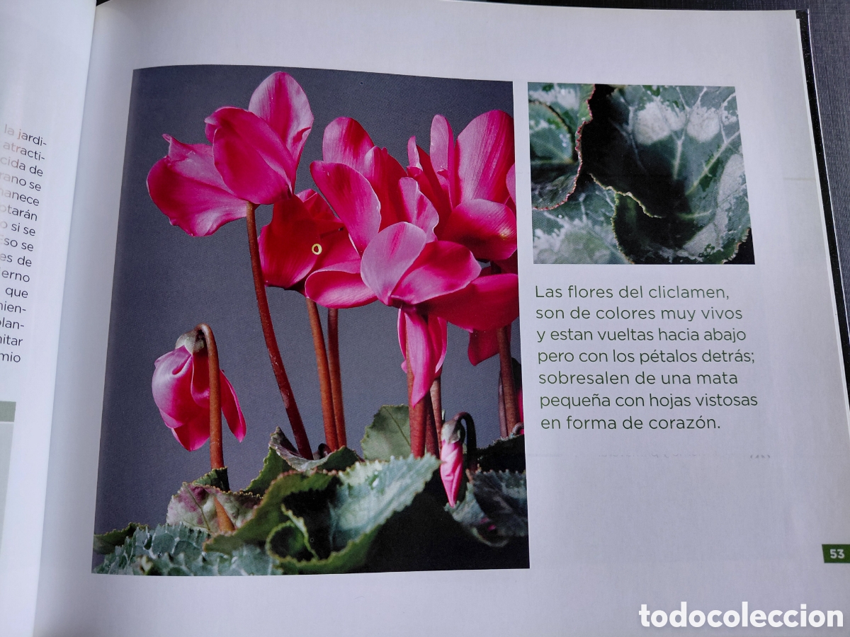 Libros de segunda mano: CONOCER A NUESTRAS PLANTAS.VV.AA. - Foto 2