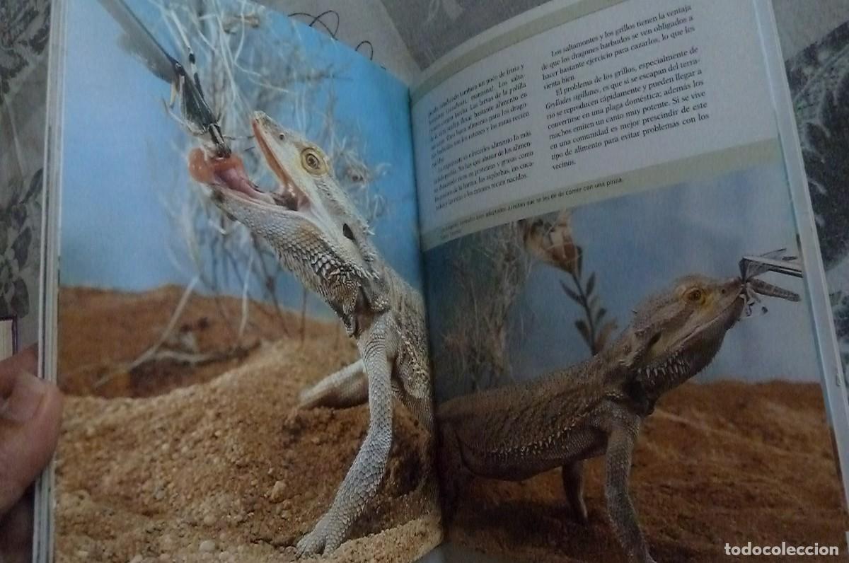 Libros de segunda mano: Dragones Barbudos. Veronika M&uuml;ller - Foto 4