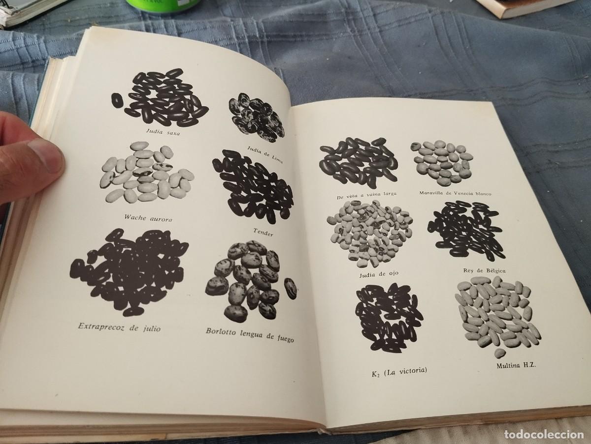 Libros de segunda mano: COMO SE CULTIVAN LAS HORTALIZAS DE FRUTO / FAUSTO LE&Ntilde;ANO / ED. VECCHI 1974 - Foto 2