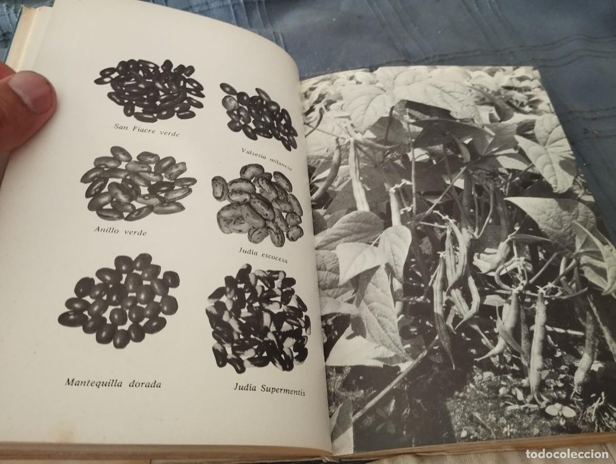 Libros de segunda mano: COMO SE CULTIVAN LAS HORTALIZAS DE FRUTO / FAUSTO LE&Ntilde;ANO / ED. VECCHI 1974 - Foto 3
