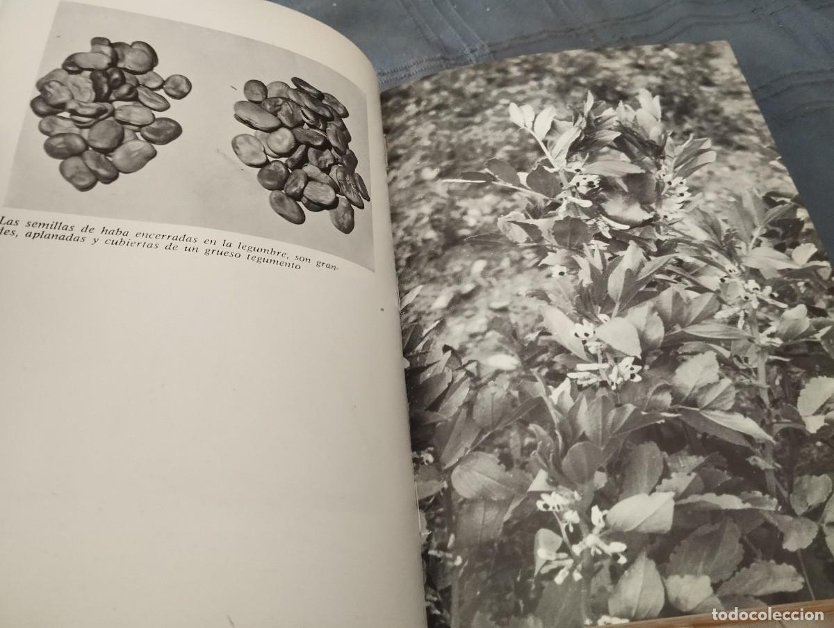 Libros de segunda mano: COMO SE CULTIVAN LAS HORTALIZAS DE FRUTO / FAUSTO LE&Ntilde;ANO / ED. VECCHI 1974 - Foto 4