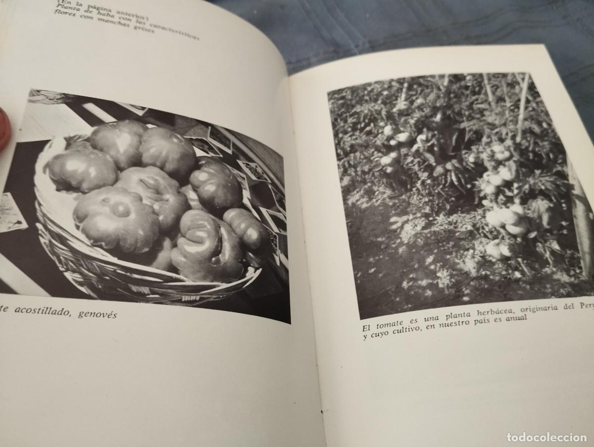 Libros de segunda mano: COMO SE CULTIVAN LAS HORTALIZAS DE FRUTO / FAUSTO LE&Ntilde;ANO / ED. VECCHI 1974 - Foto 5