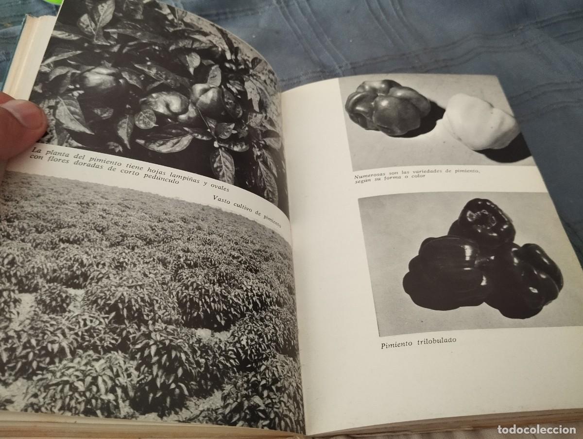 Libros de segunda mano: COMO SE CULTIVAN LAS HORTALIZAS DE FRUTO / FAUSTO LE&Ntilde;ANO / ED. VECCHI 1974 - Foto 6
