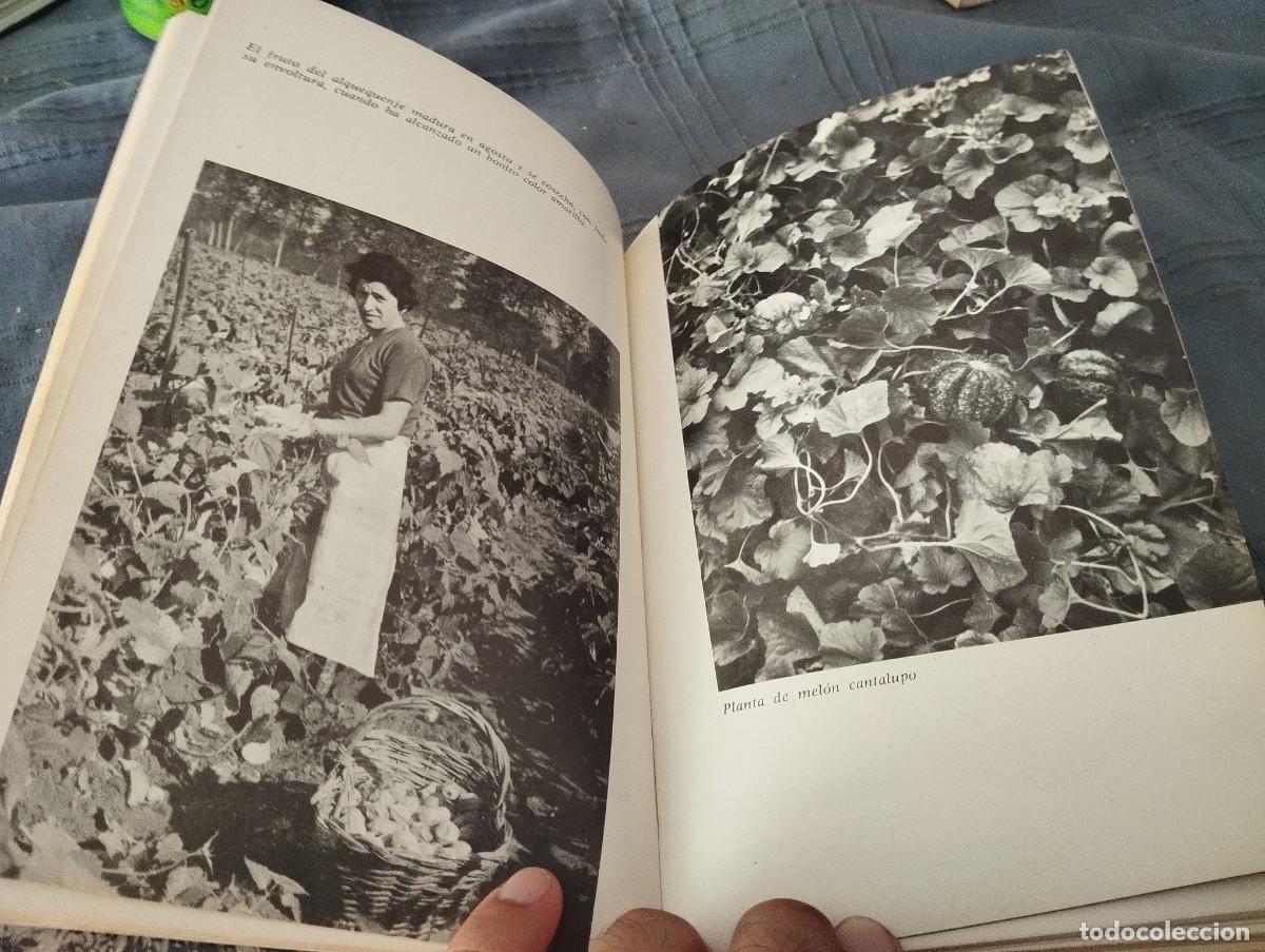 Libros de segunda mano: COMO SE CULTIVAN LAS HORTALIZAS DE FRUTO / FAUSTO LE&Ntilde;ANO / ED. VECCHI 1974 - Foto 7