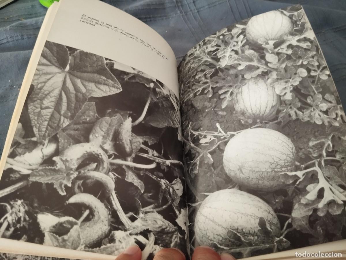 Libros de segunda mano: COMO SE CULTIVAN LAS HORTALIZAS DE FRUTO / FAUSTO LE&Ntilde;ANO / ED. VECCHI 1974 - Foto 8