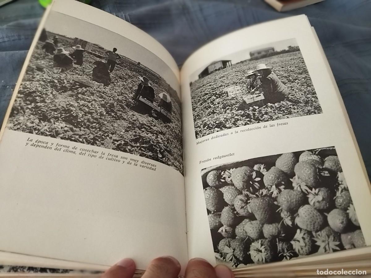 Libros de segunda mano: COMO SE CULTIVAN LAS HORTALIZAS DE FRUTO / FAUSTO LE&Ntilde;ANO / ED. VECCHI 1974 - Foto 9