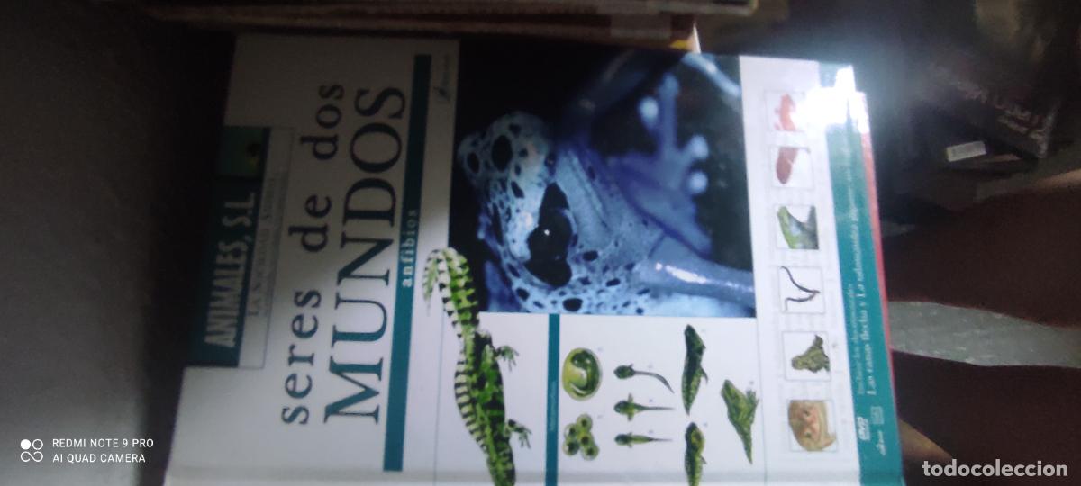Libros de segunda mano: SERES DE DOS MUNDOS- ANFIBIOS. - ANIMALES S.L. -