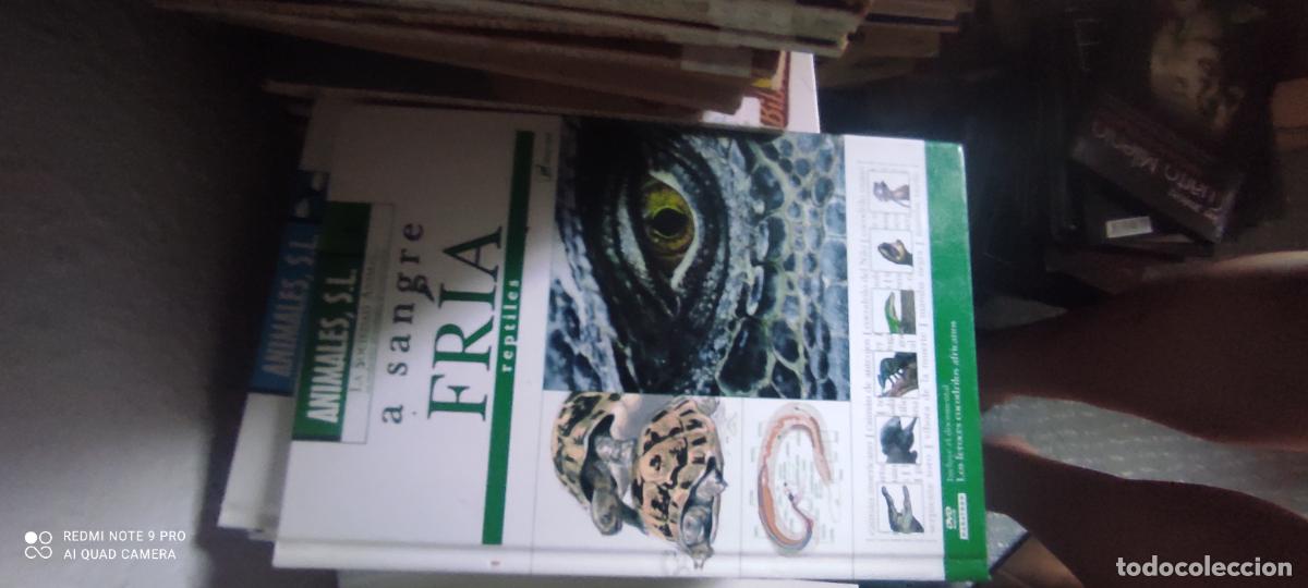 Libros de segunda mano: A sangre fr&iacute;a. Reptiles. Animales , S.L. No incluye DVD - Alfredo Salvador Milla